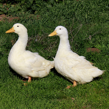 Ducks on the farm