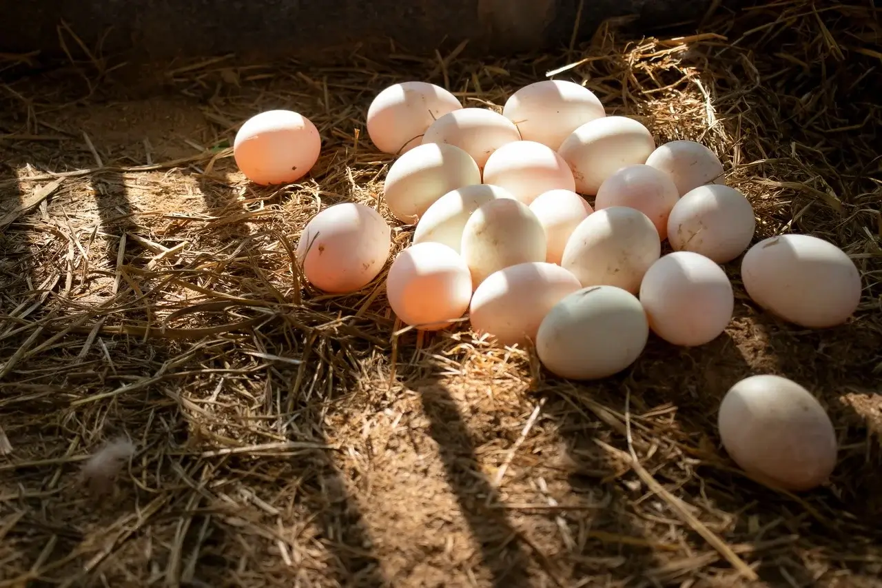 Fresh duck eggs